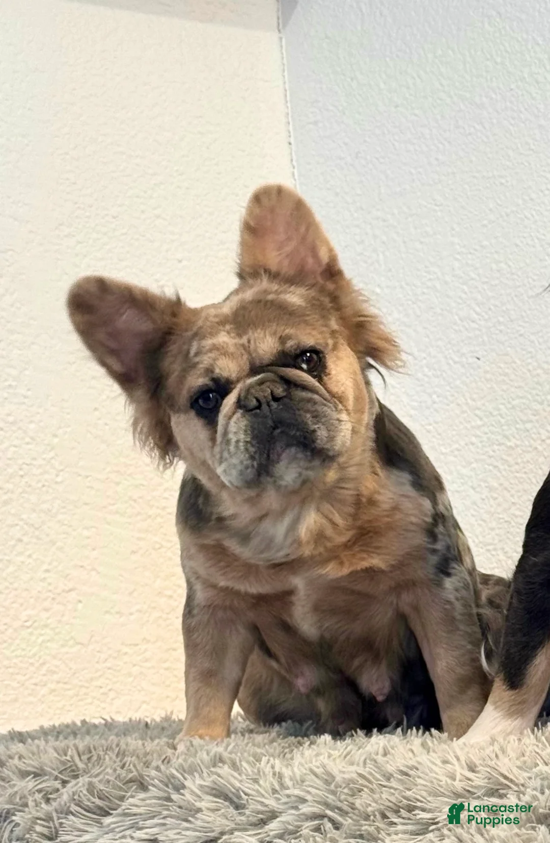 French Bulldog dogs for sale: French Bulldog Puppy 1 - Ad 2