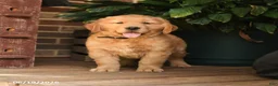 Golden Retriever dogs for sale: Cleo - Ad 3