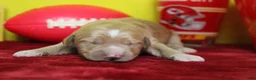 Goldendoodle dogs for sale: S'mores  - Ad 2