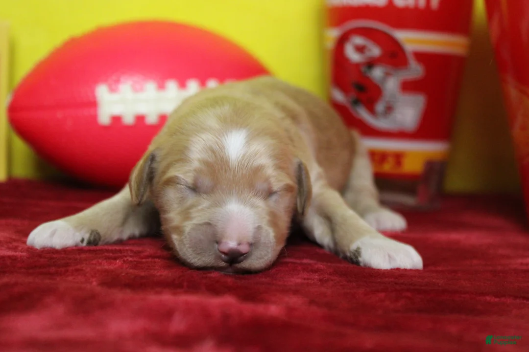 Goldendoodle dogs for sale: S'mores  - Ad 2