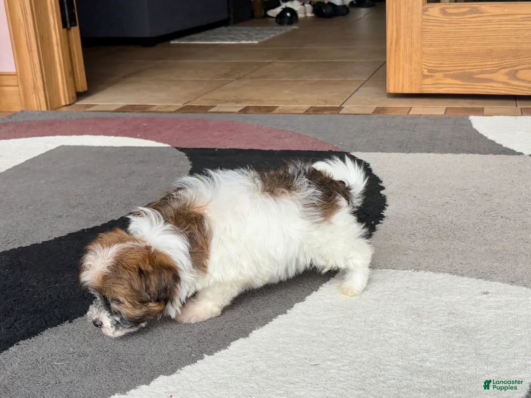 Havanese dogs for sale: Female 2 - Ad 4