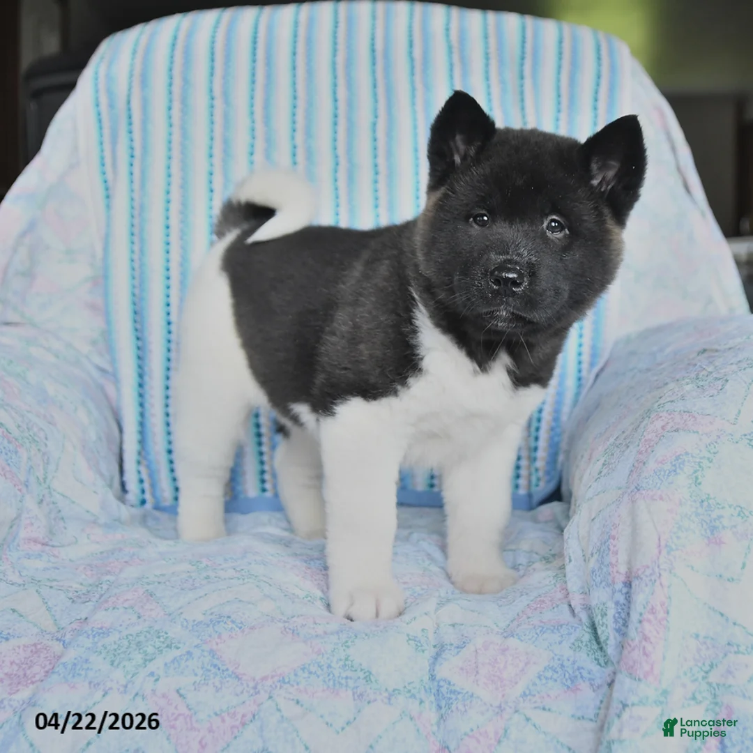 Akita dogs for sale: Ruthy - Ad 1