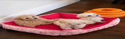 Shihpoo dogs for sale: Tator - Ad 3