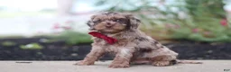 Cockapoo dogs for sale: Kobe - Ad 2
