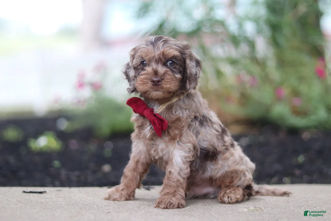 Cockapoo dogs for sale: Kobe - Ad 2