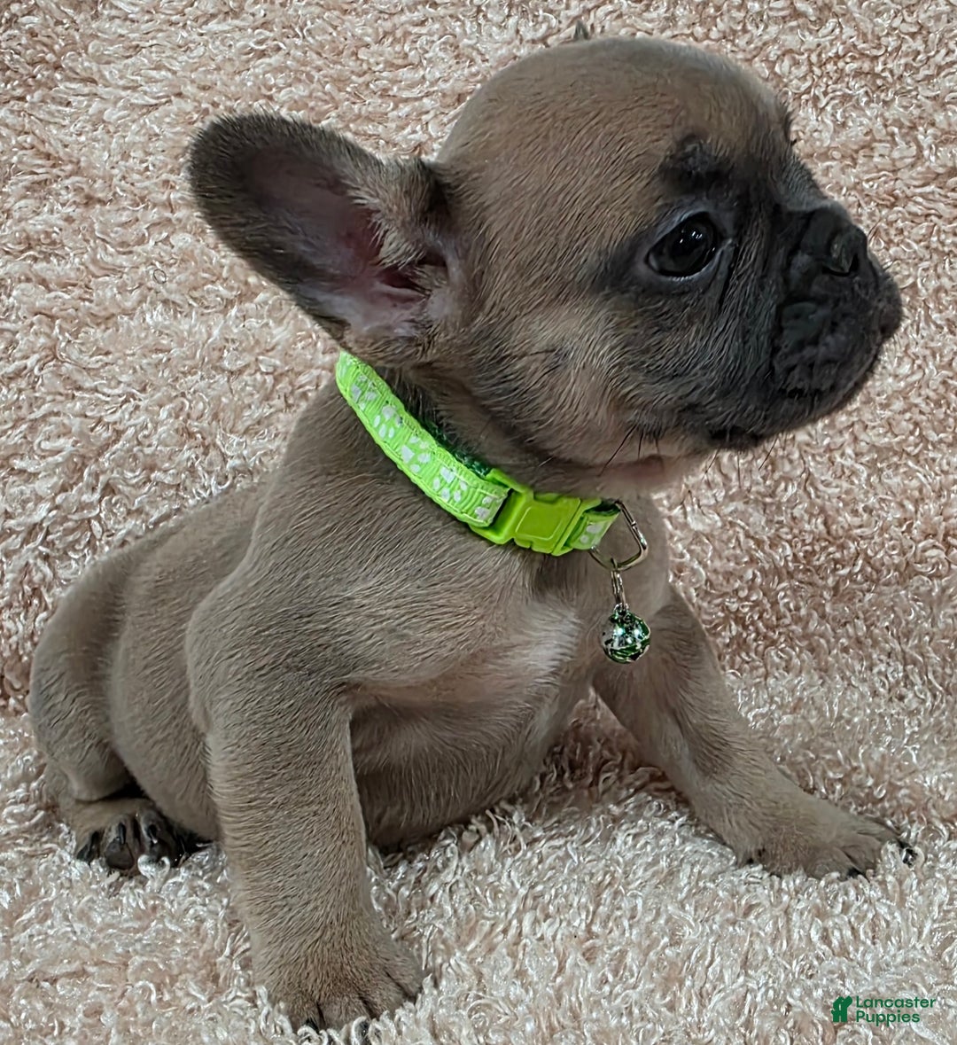 French Bulldog dogs for sale: French Bulldog Puppy 2 - Ad 3