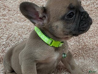 French Bulldog dogs French Bulldog Puppy 2 - Ad 28