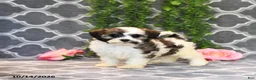 Mixed Breed dogs for sale: Daisy - Ad 4