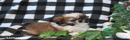 Shih Tzu dogs for sale: Darrin - Ad 4