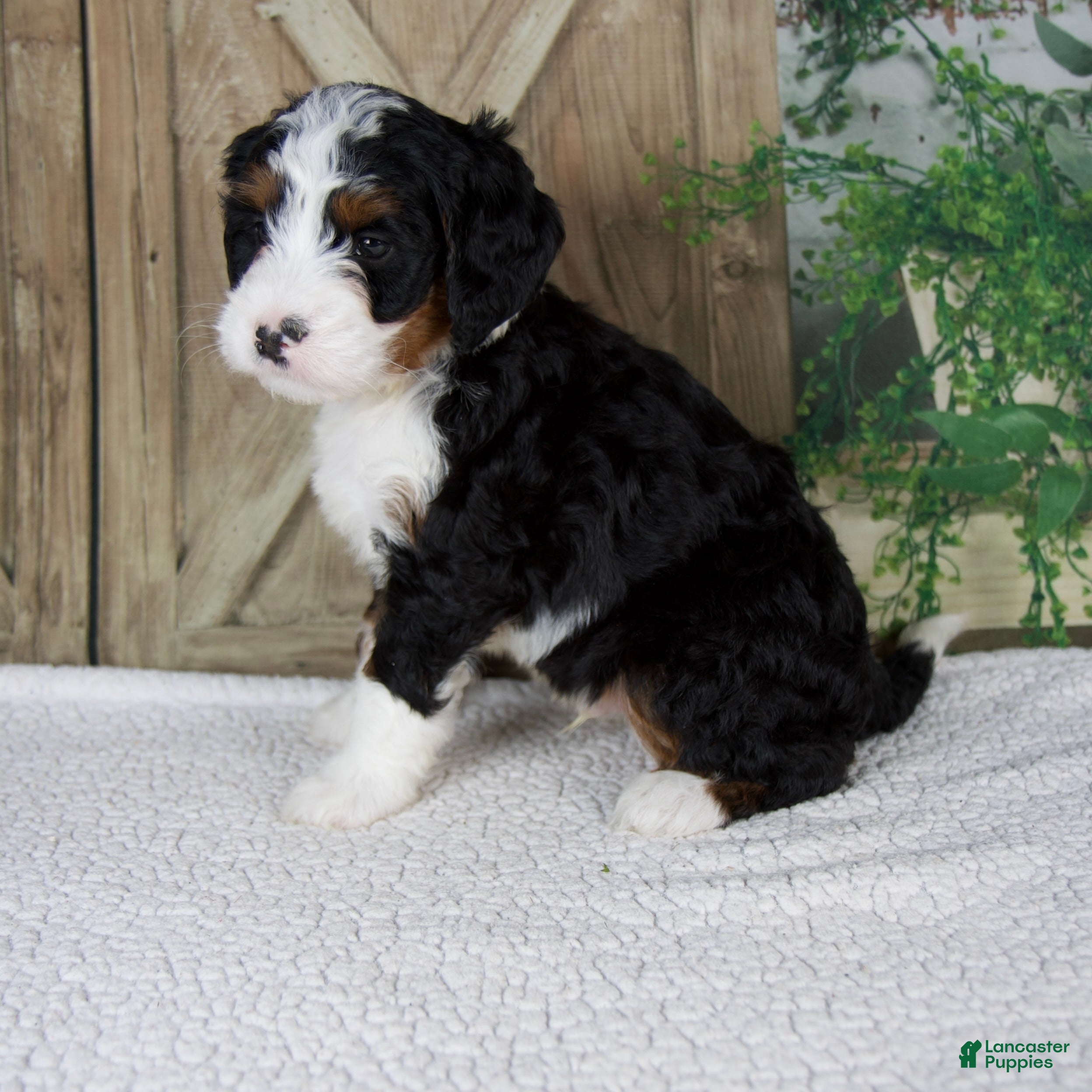 Mini Bernedoodle dogs Triston - Ad 2