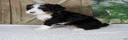 Mini Bernedoodle dogs for sale: Triston - Ad 2