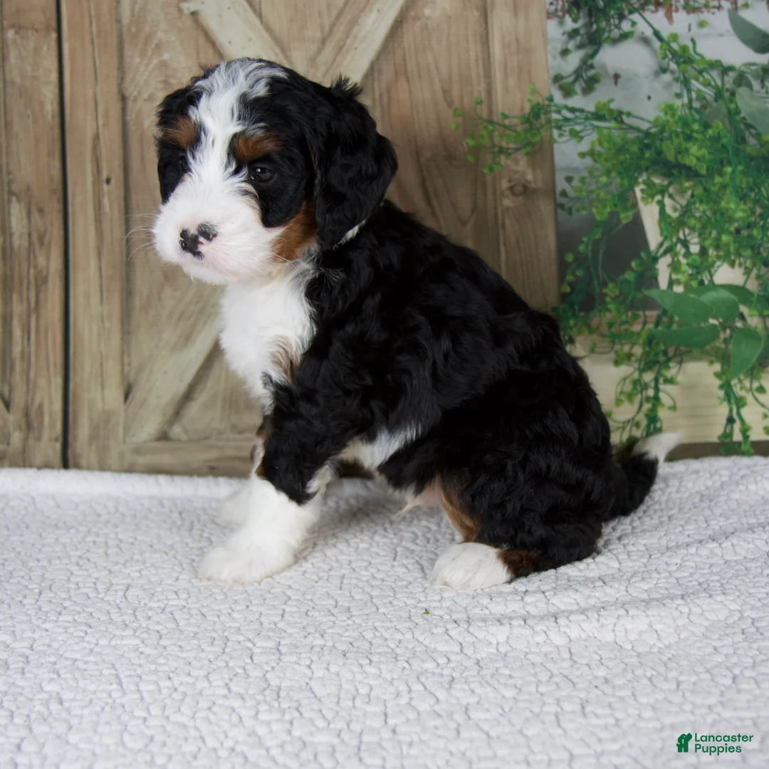 Mini Bernedoodle dogs for sale: Triston - Ad 2