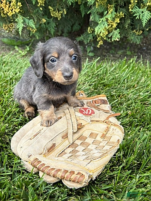 Miniature Dachshund dogs Nash - Ad 1
