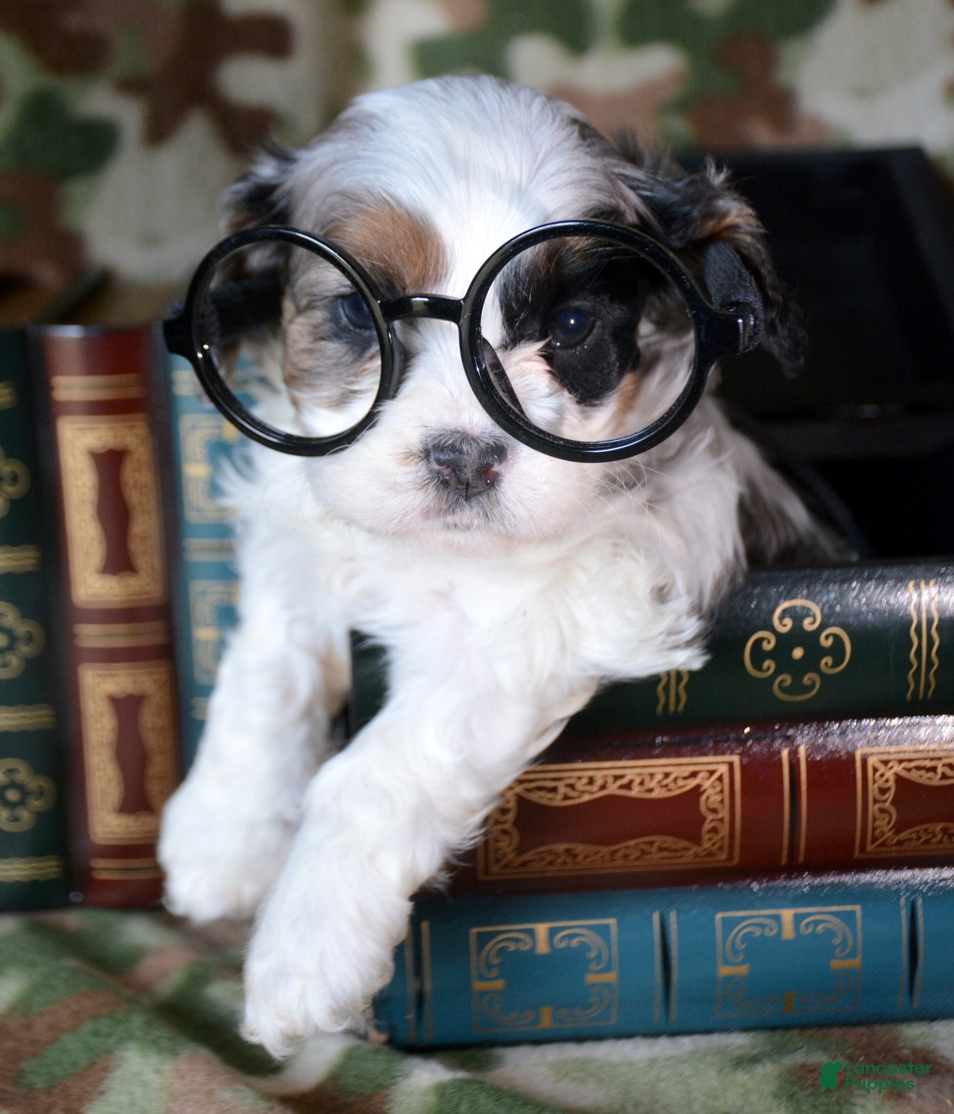 Cavapoo dogs Cavapoo Puppy 6 Cerra - Ad 13