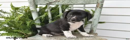 Beagle dogs for sale: Rocky - Ad 3