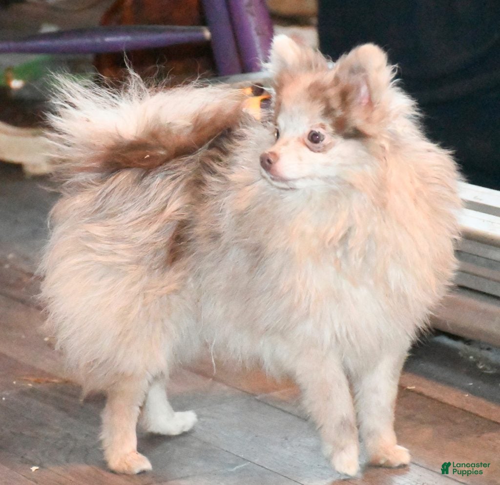 Pomeranian dogs Next Hall's Amethyst Emalee - Ad 7