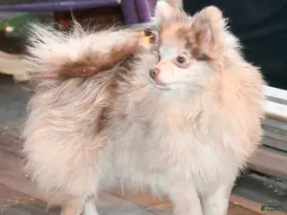 Pomeranian dogs Next Hall's Amethyst Emalee - Ad 7