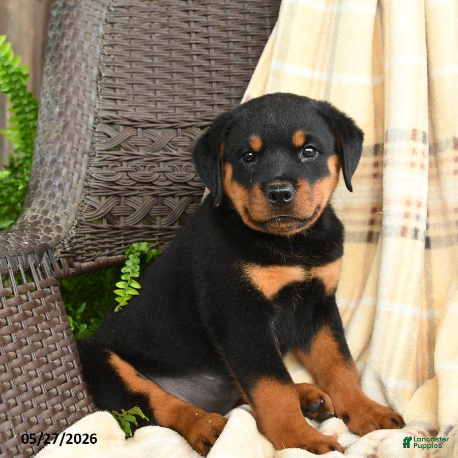 Rottweiler dogs Heidi - Ad 1