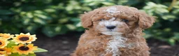 Toy Poodle dogs for sale: Peter - Ad 5
