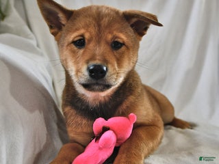 Mixed Breed dogs - Ad 23