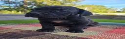 Cane Corso dogs for sale: AKC Baylee  - Ad 4