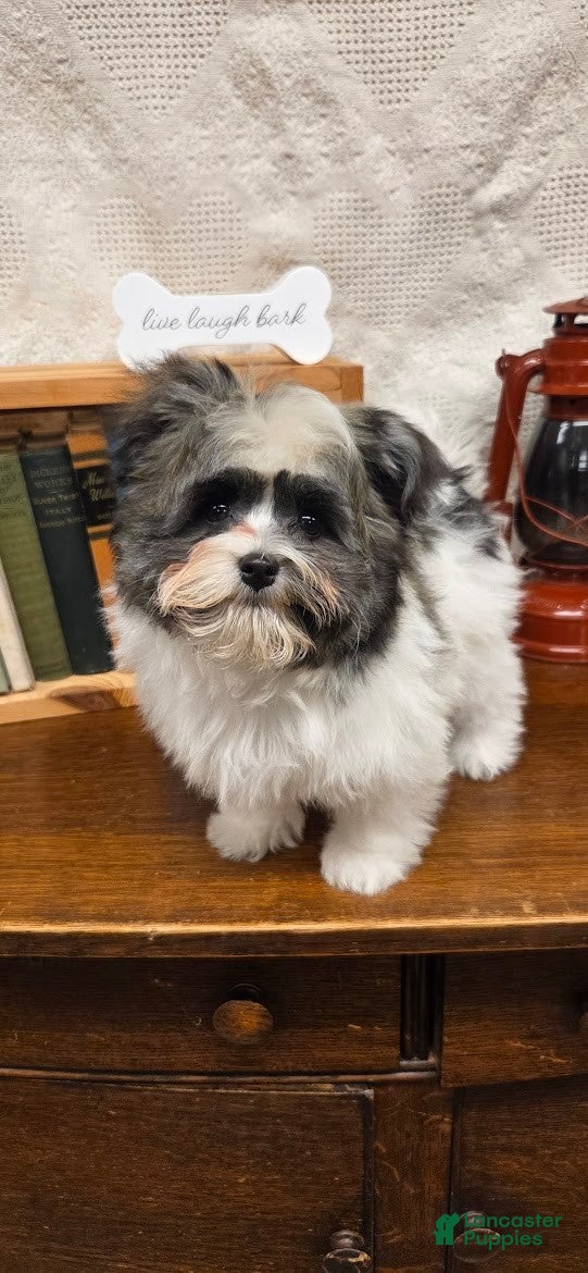 Havanese dogs Tin Tin - Ad 32