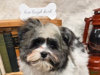 Havanese dogs Tin Tin - Ad 32