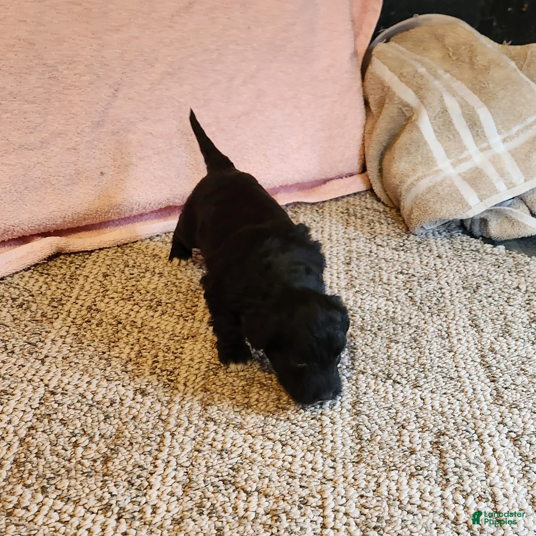 Portuguese Water Dog dogs for sale: Brock - Ad 4