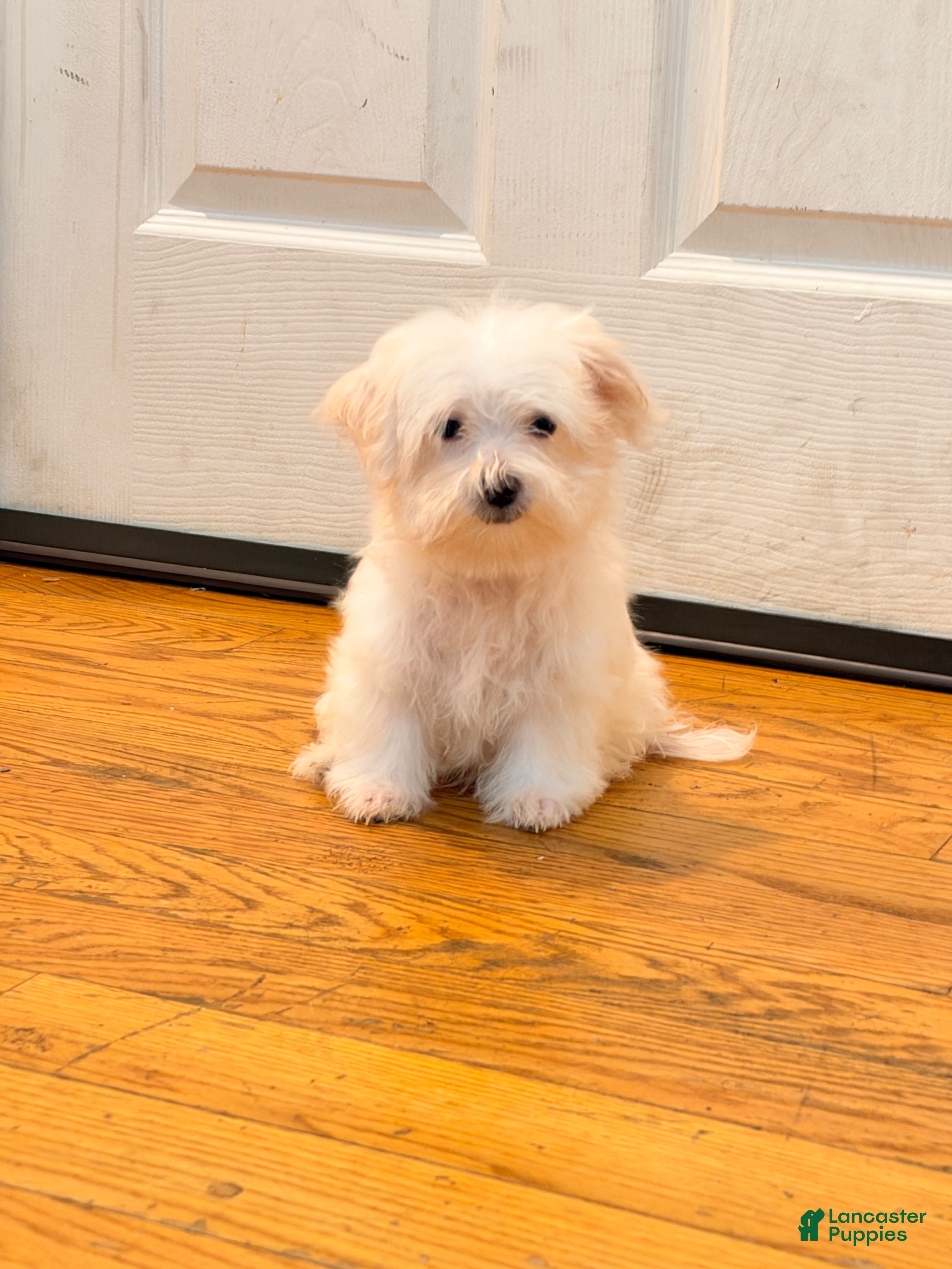 Maltese dogs for sale: Ares  - Ad 2