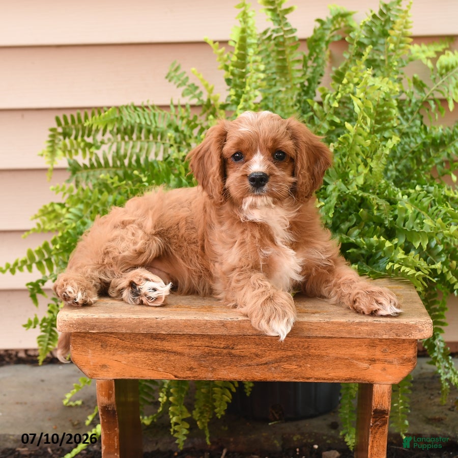 Cavapoo dogs Lance  - Ad 1