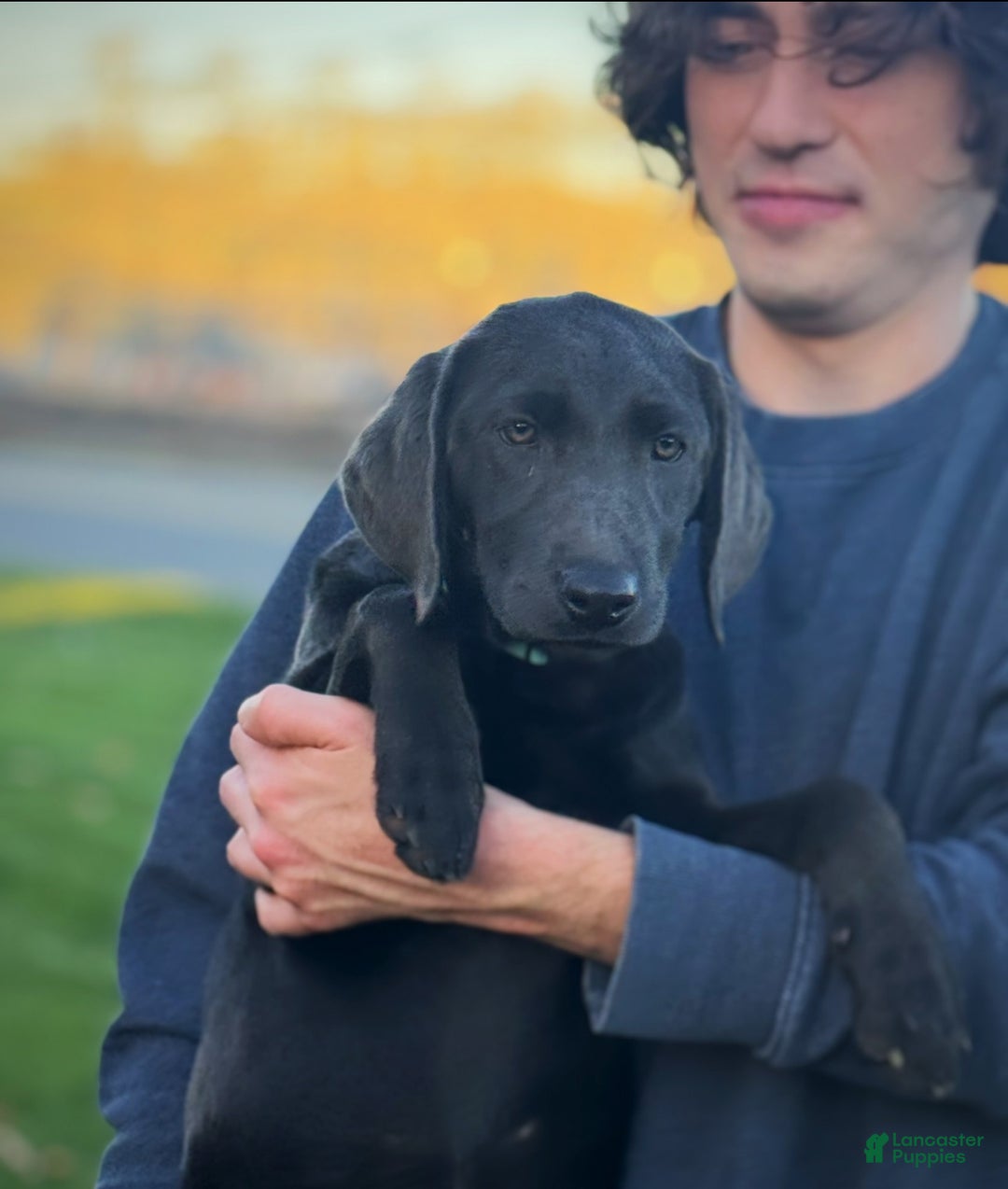Labrador Retriever dogs for sale: Labrador Retriever Puppy 1 - Ad 2