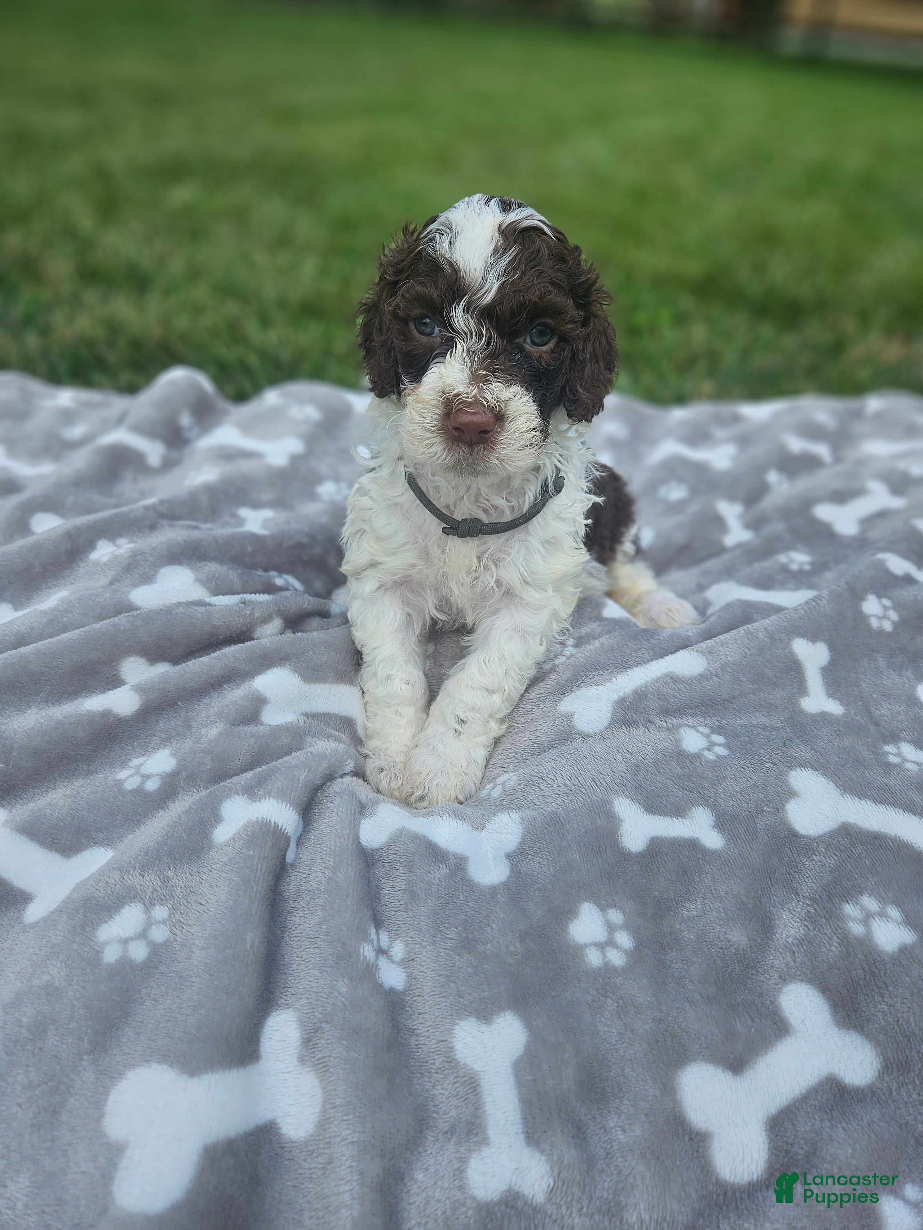 Portuguese Water Dog dogs Spot - Ad 30