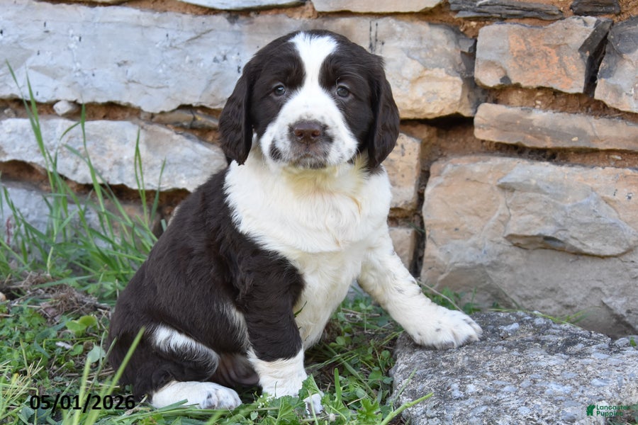 English Springer Spaniel dogs for sale: Spot - Ad 1