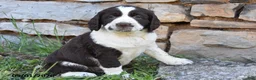 English Springer Spaniel dogs for sale: Spot - Ad 1