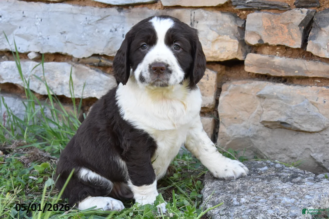 English Springer Spaniel dogs for sale: Spot - Ad 1