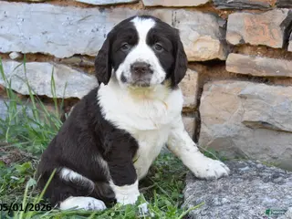 English Springer Spaniel dogs for sale: Spot - Ad 1