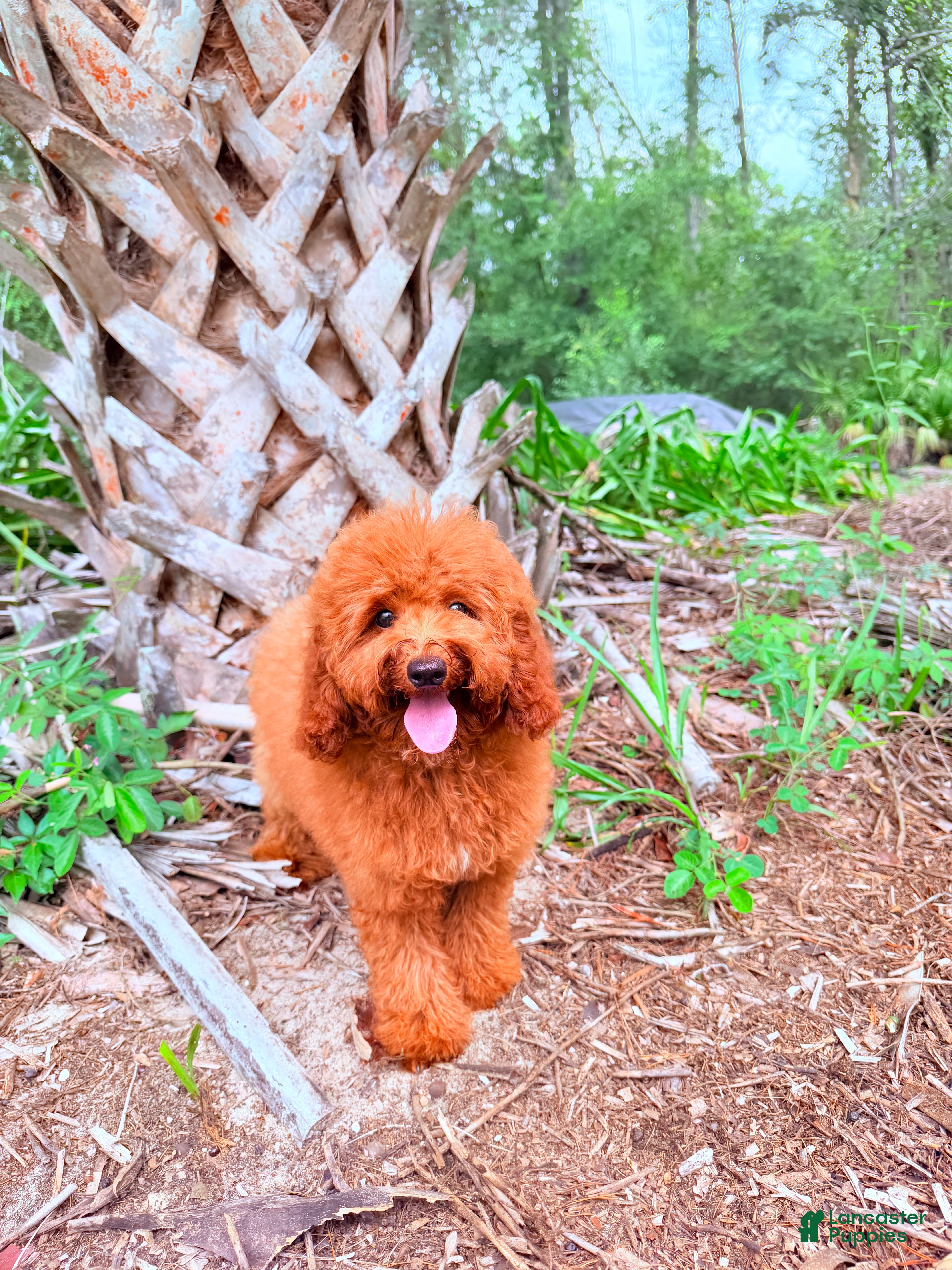 Mini Goldendoodle dogs Gigi - Ad 2