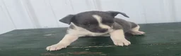 Chihuahua dogs for sale: Chihuahua Puppy 4 micha - Ad 5