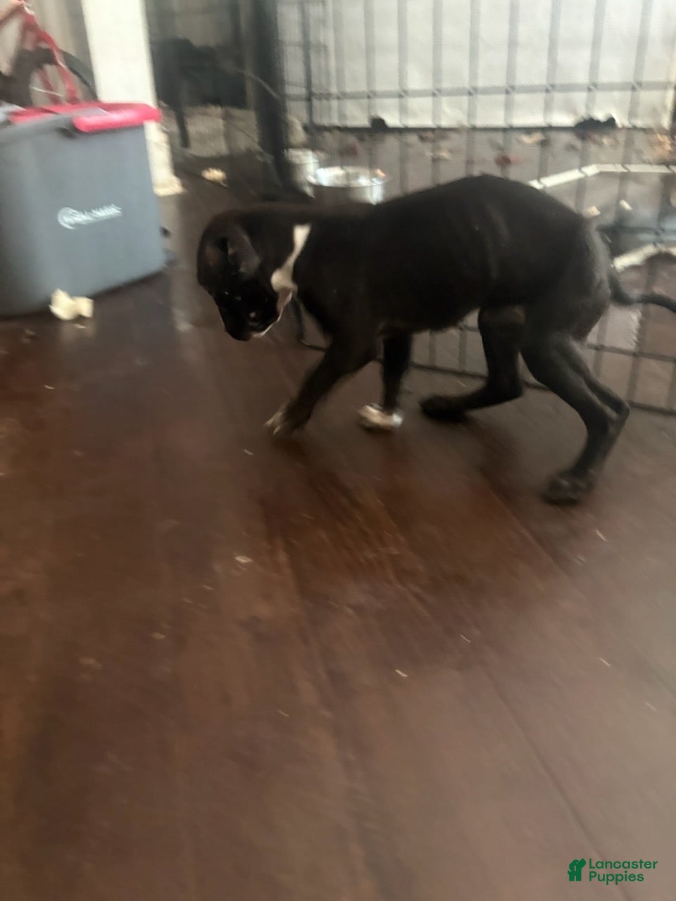 Mixed Breed dogs Girl 2 - Ad 2