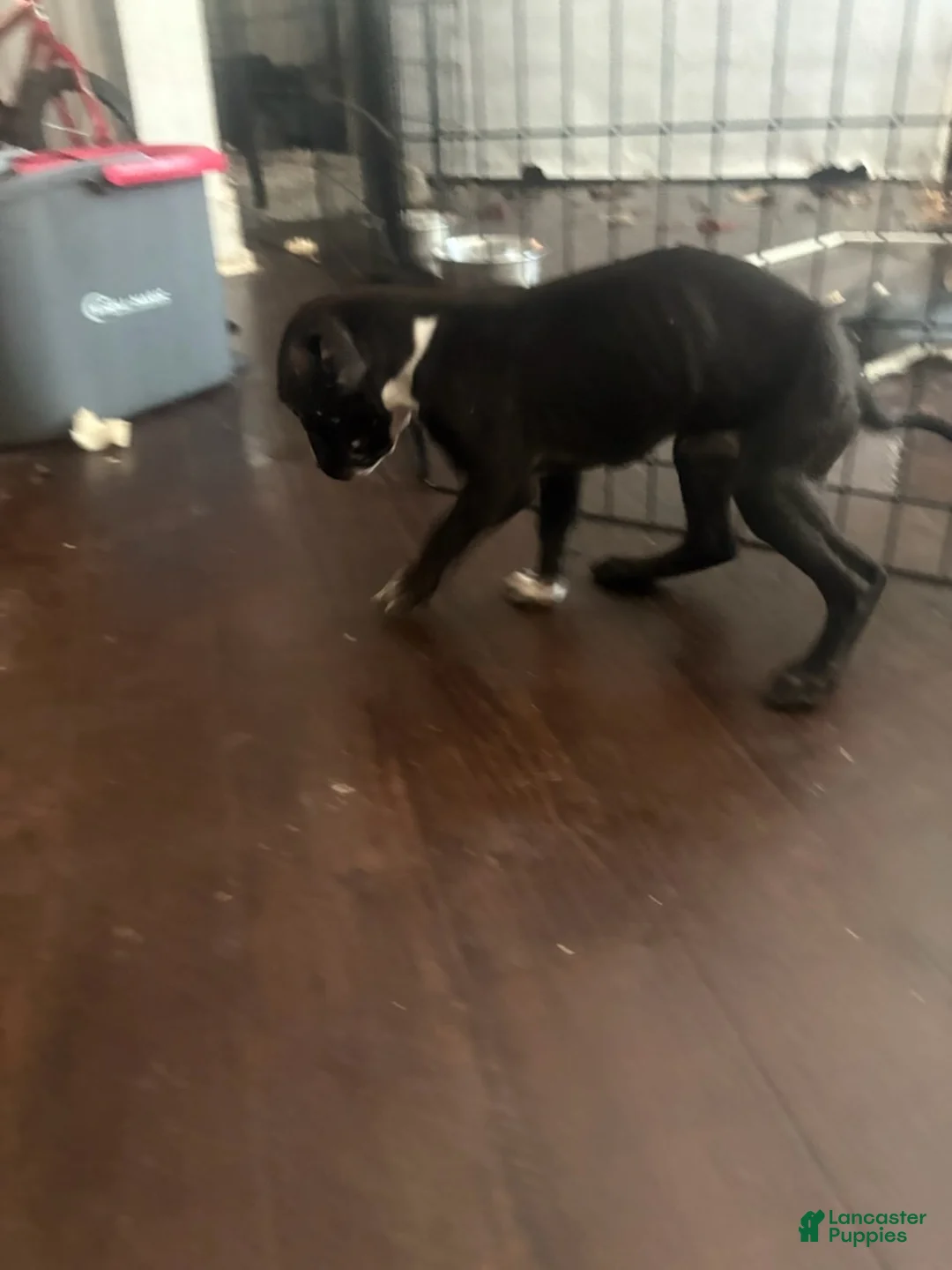 Mixed Breed dogs for sale: Girl 2 - Ad 2