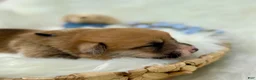 Welsh Corgi Pembroke dogs for sale: Bruno - Ad 6