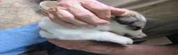 Great Pyrenees dogs for sale: Lime collar Badger Face Great Pyrenees Puppy - Ad 1