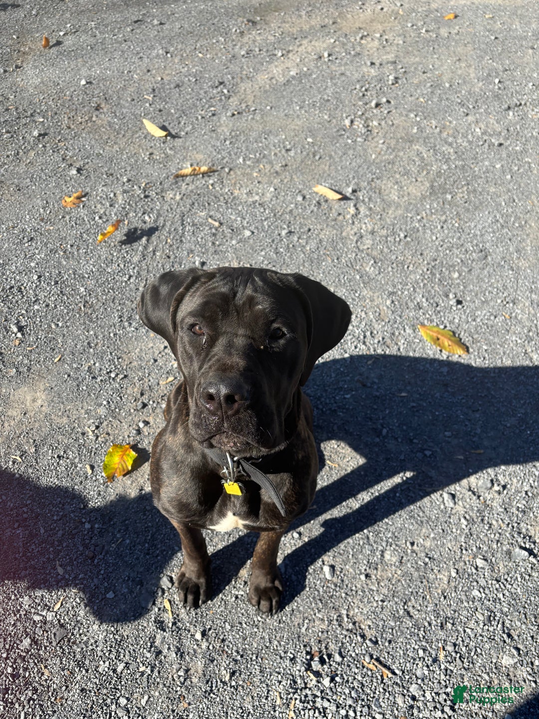 Cane Corso dogs for stud: Xphos - Ad 7