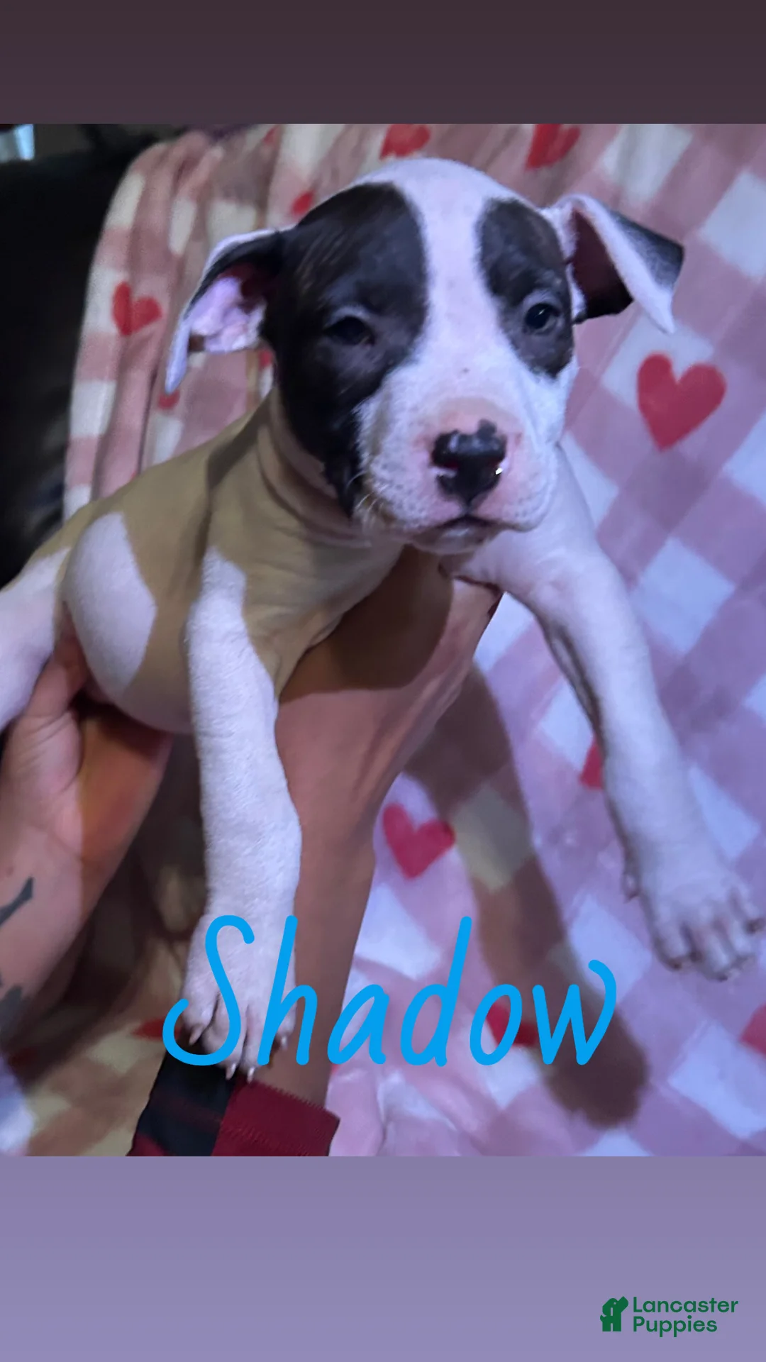 American Pit Bull Terrier dogs for sale: Shadow - Ad 2