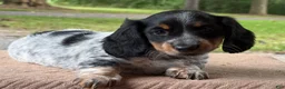 Miniature Dachshund dogs for sale: Ivy - Ad 3