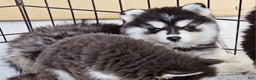 Pomsky dogs for sale: Blue Robin - Ad 9
