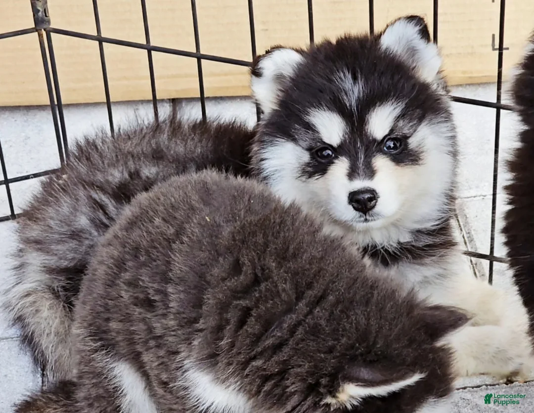 Pomsky dogs for sale: Blue Robin - Ad 9