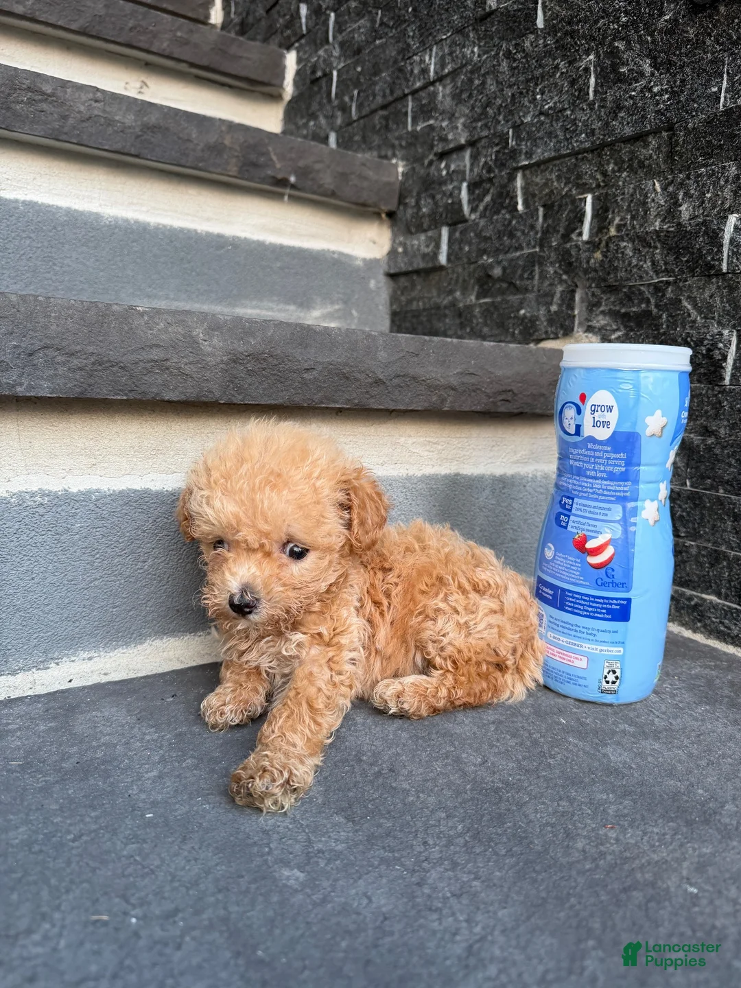 Bichpoo dogs for sale: Teacup Rihanna🐾❤️ - Ad 6