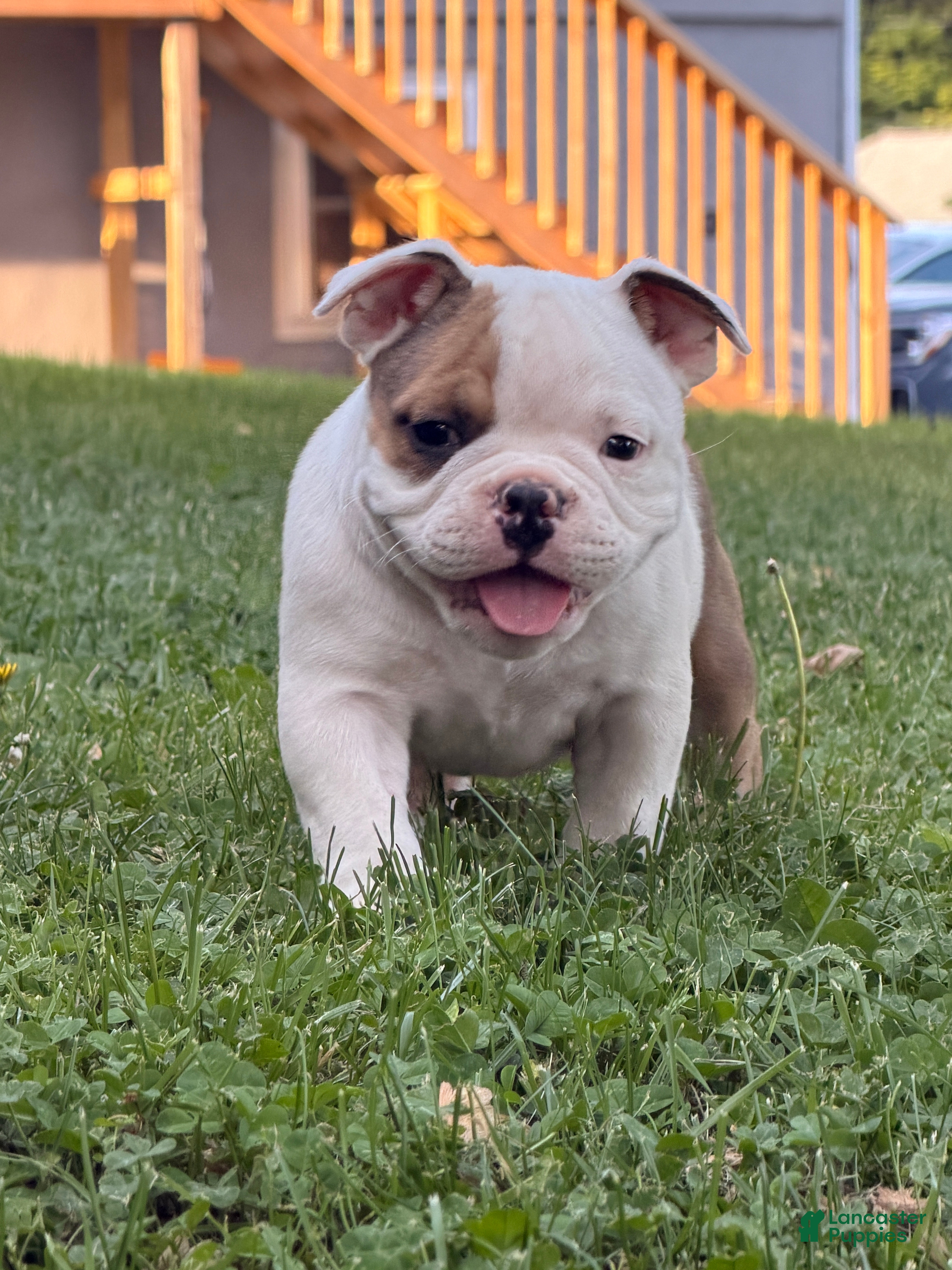 American Bully dogs for sale: American Bully Puppy 1 - Ad 4