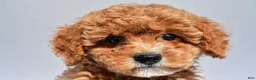 Cavapoo dogs for sale: Lexi - Ad 2